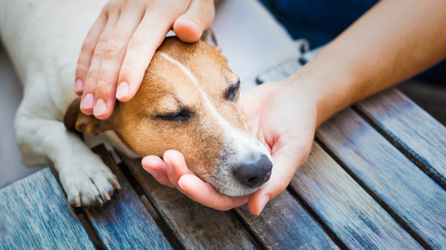 Kräkningar hos hund går ofta över av sig själv. Foto: Shutterstock